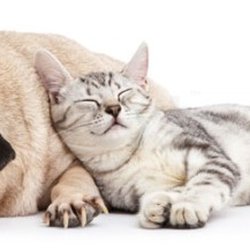 Crossroads Veterinary Hospital - Geriatric/Wellness Testing Why is it so important that my cat or dog have yearly wellness blood testing and blood pressure c...