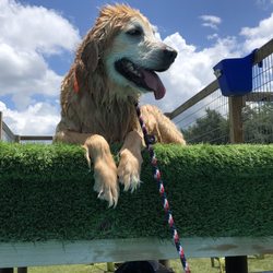 Dock Diving at Season Gold with Charlie