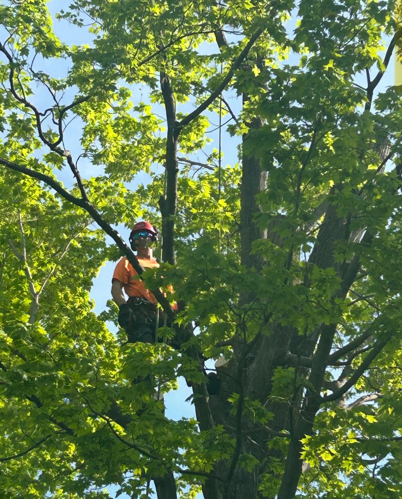 On A Limb Tree Service - tree service in Enosburg Falls, VT