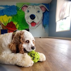 Playful Paws