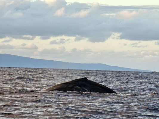 Hawaii Ocean Rafting Whale Watch and Snorkel by null