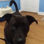 Photo of Coastal Animal Rescue Veterinary Clinic