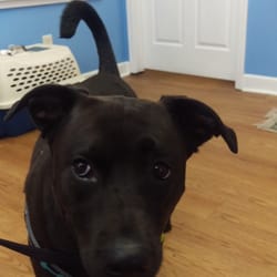 Coastal Animal Rescue Veterinary Clinic - Ninja