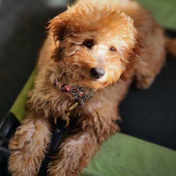 Top Level Dog Training Academy - Pet Training Near Me - Kingsport, Tennessee Top Level Dog Training Academy - Pet Training Near Me - Kingsport, Tennessee