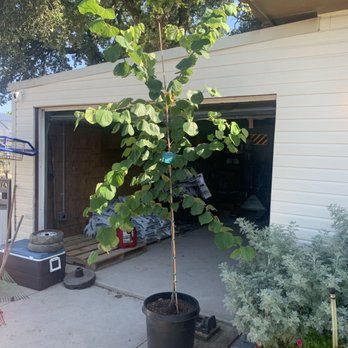 Color Crop - Shade tree considered for planting (present version) - Nurseries & Gardening Near Me - Fort Worth, Texas