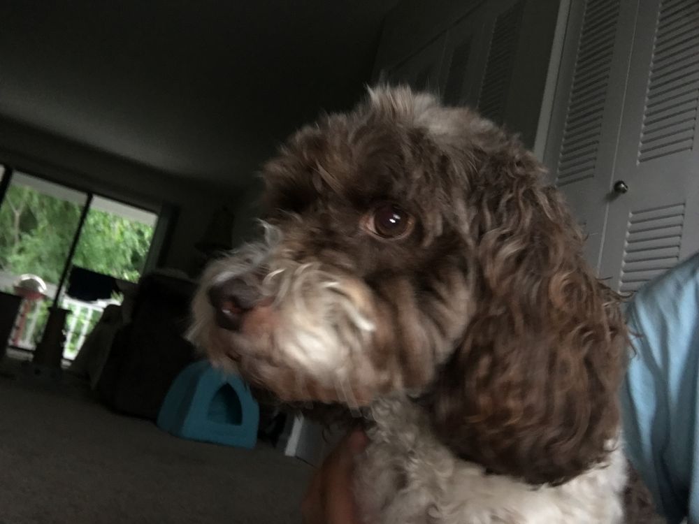 HAPPY TAILS PET SITTING Updated October 2024 Request Information