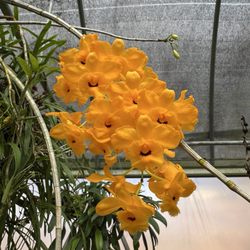 Peach State Orchids Inc