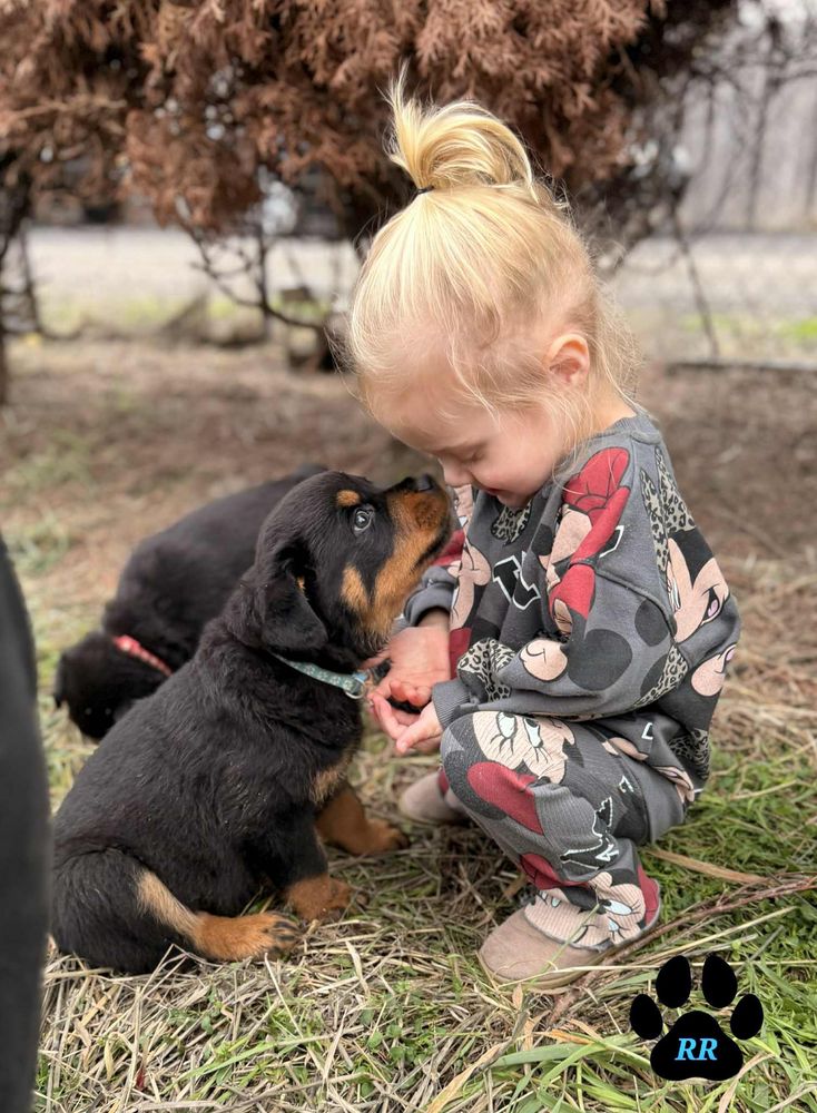 Raya's Royals - pet boarding facility in Tangent, OR