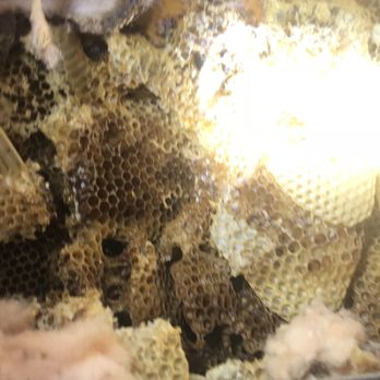 Willie The Bee Man Bee Removal Specialists - Pest Control Near Me - Hollywood, Florida Willie The Bee Man Bee Removal Specialists - Pest Control Near Me - Hollywood, Florida