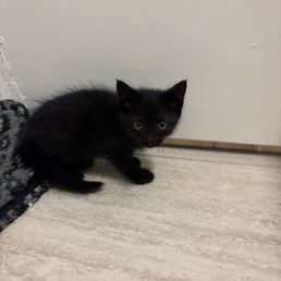 Little kitty Little kitty