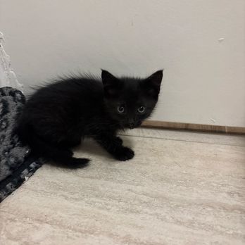 VCA Westside Animal Hospital - Little kitty - Veterinarians Near Me - Pearland, Texas VCA Westside Animal Hospital - Little kitty - Veterinarians Near Me - Pearland, Texas