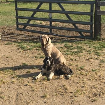 Veterinary Medical Associates - He is a mastiff and great pyraniss and he 4 months old and needs a home the lady who has him cant keep him - Veterinarians Near Me - Modesto, California