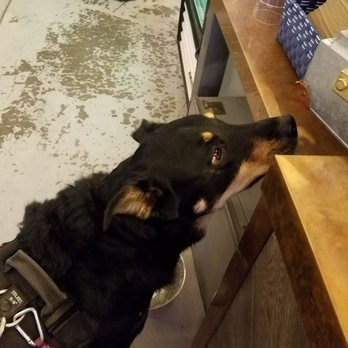 Escape Craft Brewery - Can I at least get a treat - Breweries Near Me - Redlands, California