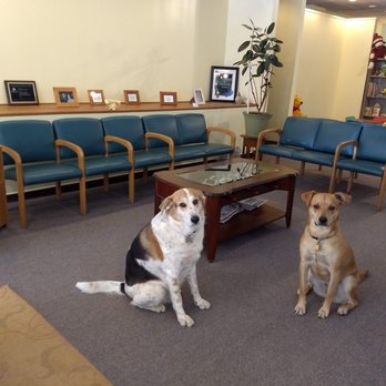 Stevens Family Chiropractic - Waiting room with our two greeters, Ella and Lexie. - Chiropractors Near Me - Monroe, Michigan