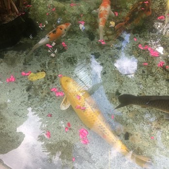 Oasis Hotel Waikiki - Hotels Near Me - Honolulu, Hawaii