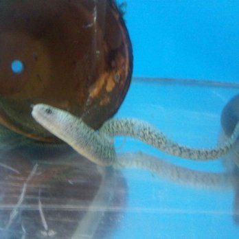 DD Fish-Pets - moray eels - Local Fish Stores Near Me - Santa Ana, California
