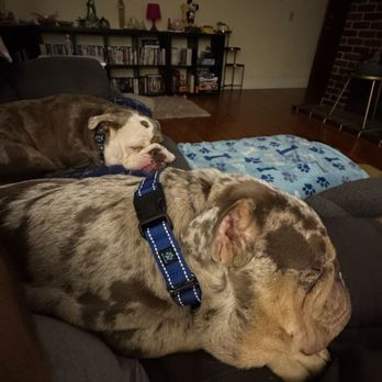 NorCal Bully Breed Rescue - Tofu and Meatloaf snoozin peacefully after policin. - Community Service/Non-Profit Near Me NorCal Bully Breed Rescue - Tofu and Meatloaf snoozin peacefully after policin. - Community Service/Non-Profit Near Me