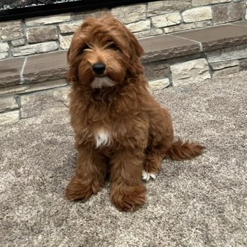 Doodles Los Angeles - Pet Breeders Near Me Doodles Los Angeles - Pet Breeders Near Me