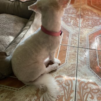 Modern Pooch - Pet Groomers Near Me - South El Monte, California Modern Pooch - Pet Groomers Near Me - South El Monte, California