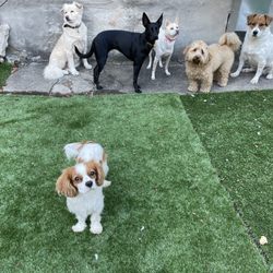 Doggie Dojo