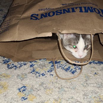 Tomlinson's - My kitten loves Tomlinson's! - Pet Stores Near Me - Round Rock, Texas