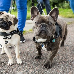 Loving Care Dog Walking & Pet Sitting
