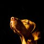 Photo of Midnight K9