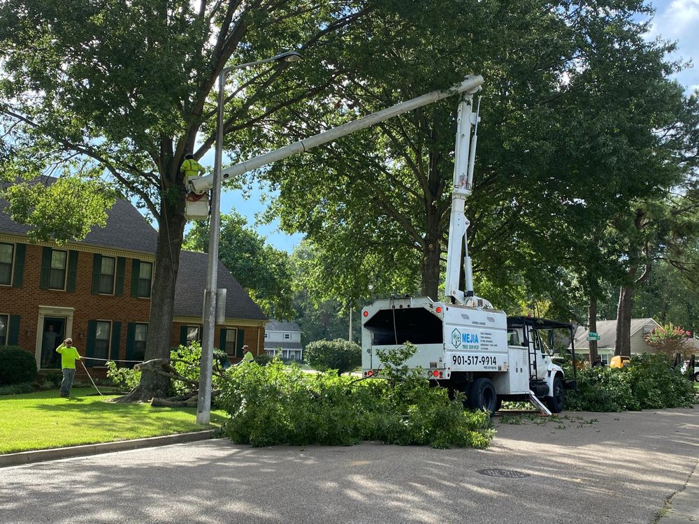 Mejia Tree Service - tree service in Memphis, TN