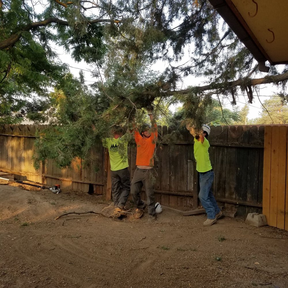Timmy's Tree Service - Tree Services Near Me Timmy's Tree Service - Tree Services Near Me