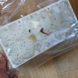 Bugs identified within the first month of move in August 2017 Bugs identified within the first month of move in August 2017