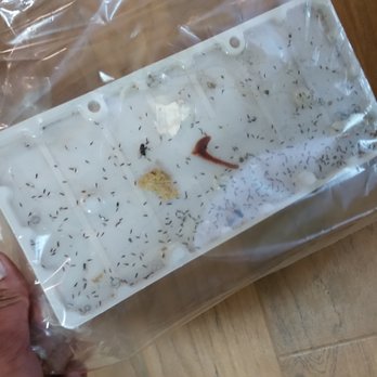Aspens at Belvedere - Bugs identified within the first month of move in August 2017 - Apartments Near Me - SeaTac, Washington Aspens at Belvedere - Bugs identified within the first month of move in August 2017 - Apartments Near Me - SeaTac, Washington