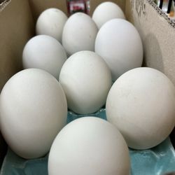 Sun Asian Super Market - Omelet anyone