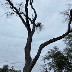 Christian's Tree & Landscaping Services