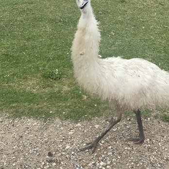 Sanctuary Serengeti - Zoos Near Me - La Grange, Texas