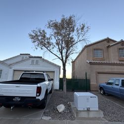 Las Vegas Maintenance & Tree Services - Tree to be removed
