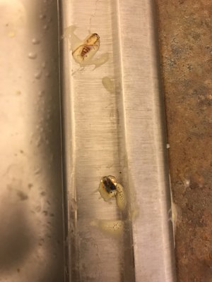 Patel Brothers by null