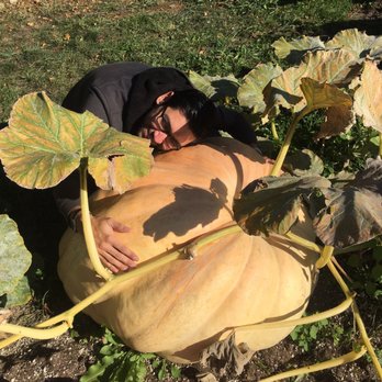 The Corner Market - Pumpkin Patches Near Me - Eugene, Oregon