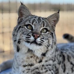 Cat Tales Wildlife Center - Wildlife rescue of non-releasable animals including this sight impaired bobcat