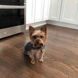 pocket puppies palatine