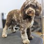 Photo of Cockapoo of Excellence