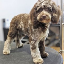 Cockapoo of Excellence - My chocolate merle (aka brown camoulflage) cockpoo puppy, named Cocoa.