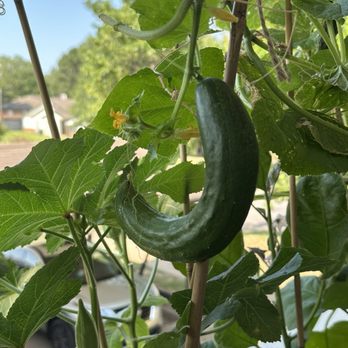 Lowe’s Garden center - Cucumber - Nurseries & Gardening Near Me - Tulsa, Oklahoma