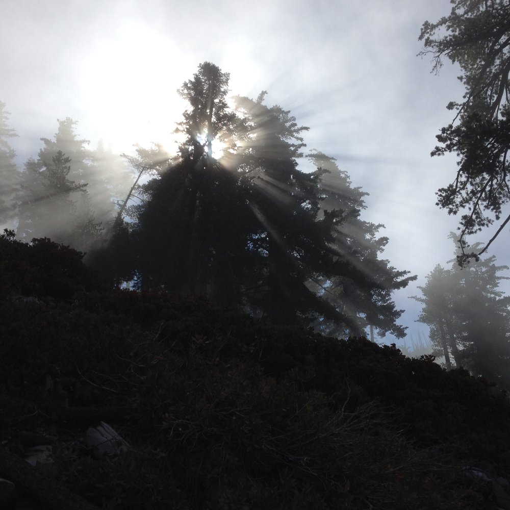 sunlight filtering through the fog and the trees sunlight filtering through the fog and the trees