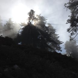 sunlight filtering through the fog and the trees sunlight filtering through the fog and the trees