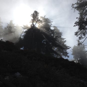 Angeles National Forest - sunlight filtering through the fog and the trees - Parks Near Me - Arcadia, California Angeles National Forest - sunlight filtering through the fog and the trees - Parks Near Me - Arcadia, California