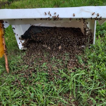Honey Bee Rescue - Swarm capture marching into the box - Pest Control Near Me - Dallas, Texas Honey Bee Rescue - Swarm capture marching into the box - Pest Control Near Me - Dallas, Texas