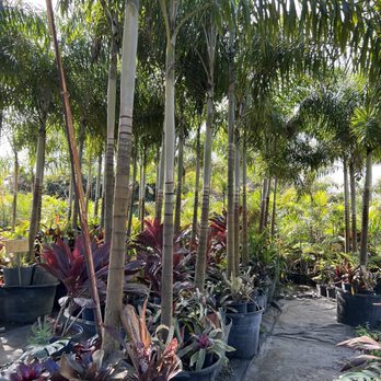 707 Nursery - Nurseries & Gardening Near Me - Jensen Beach, Florida