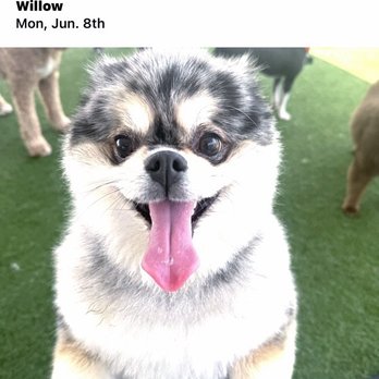 Bark City - Look how happy she looks this is the one of the pictures that they took at Barkcityhb HB. She sure looks happy thank you so much again. - Pet Boarding Near Me - Huntington Beach, California