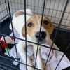 Valley Humane Society gift card