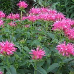 Gardening Adventures Perennials - Coral Monarda - great for attracting butterflies and hummingbirds